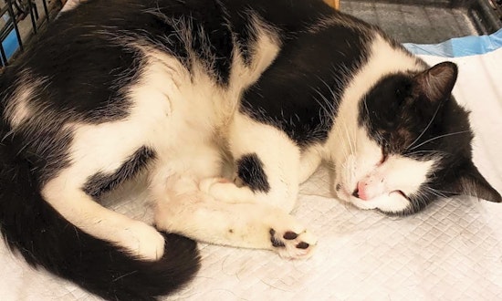 Want to adopt a pet? Here are 6 charming cats to adopt now in Cleveland
