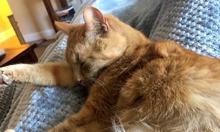 Want to adopt a pet? Here are 7 charming cats to adopt now in Durham
