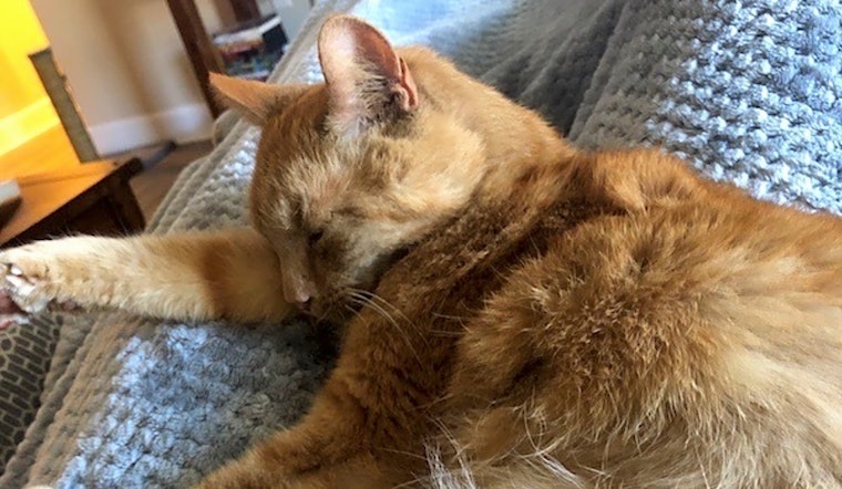 Want to adopt a pet? Here are 7 charming cats to adopt now in Durham