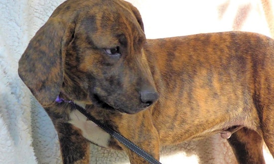 Want to adopt a pet? Here are 4 lovable pups to adopt now in Jacksonville