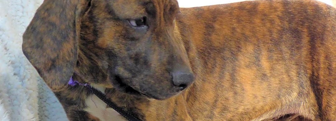 Want to adopt a pet? Here are 4 lovable pups to adopt now in Jacksonville