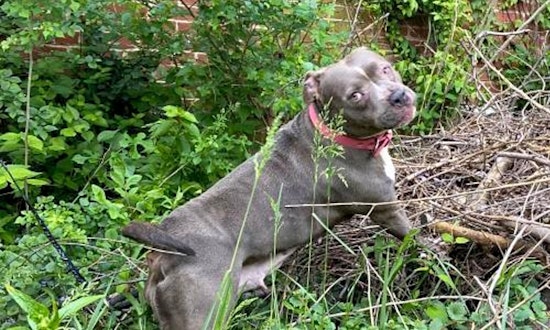 These St. Louis-based canines are up for adoption and in need of a good home