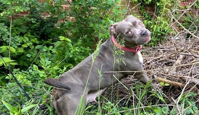 These St. Louis-based canines are up for adoption and in need of a good home