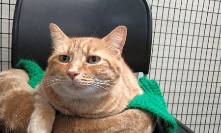 These Raleigh-based felines are up for adoption and in need of a good home