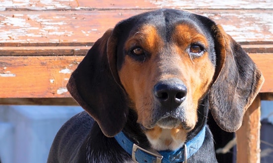 Want to adopt a pet? Here are 4 delightful doggies to adopt now in Indianapolis