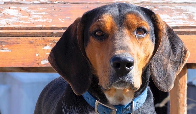 Want to adopt a pet? Here are 4 delightful doggies to adopt now in Indianapolis