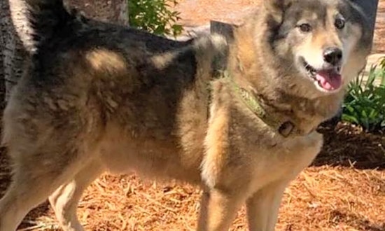 7 lovable pups to adopt now in Baltimore