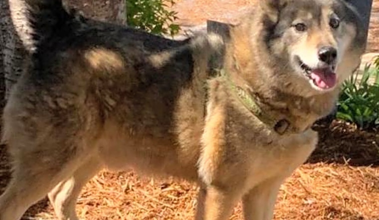 7 lovable pups to adopt now in Baltimore