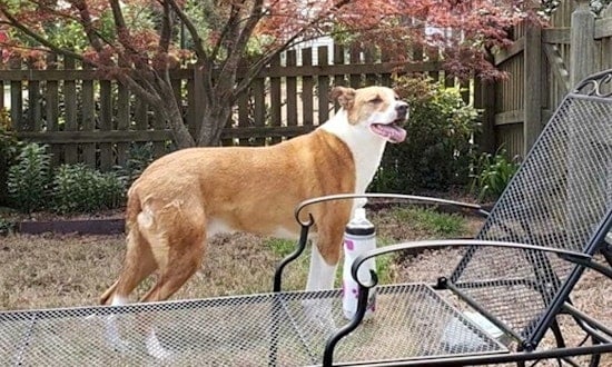 These Charlotte-based pups are up for adoption and in need of a good home