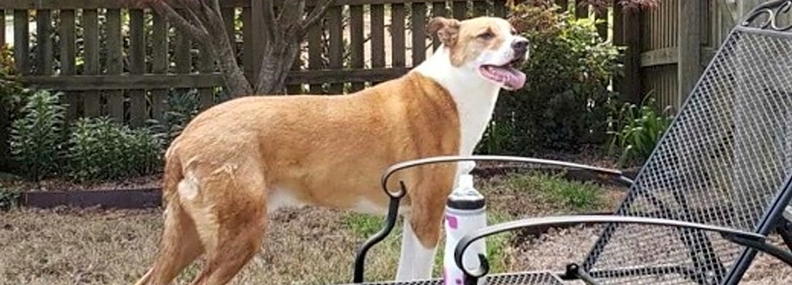 These Charlotte-based pups are up for adoption and in need of a good home
