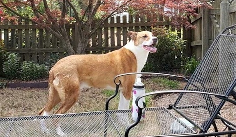 These Charlotte-based pups are up for adoption and in need of a good home