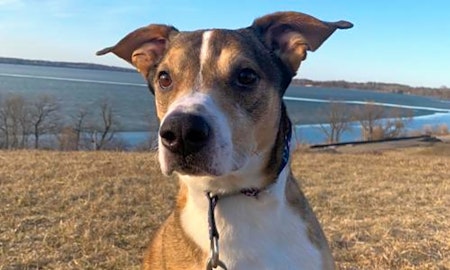 These Minneapolis-based pups are up for adoption and in need of a good home