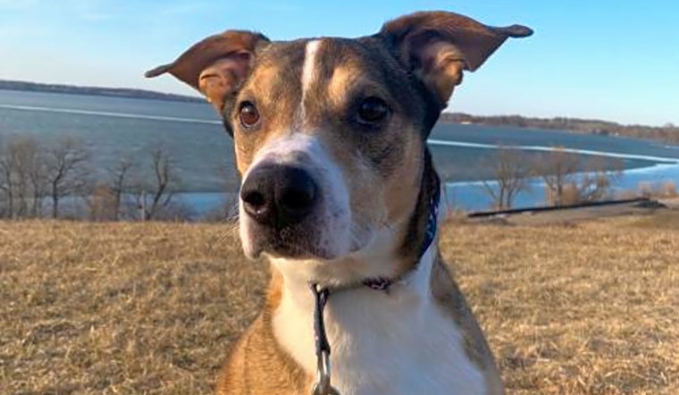 These Minneapolis-based pups are up for adoption and in need of a good home