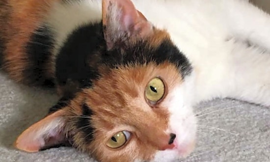 4 cool kitties to adopt now in Pittsburgh