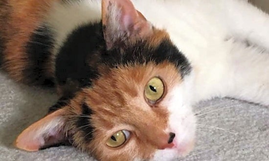 4 cool kitties to adopt now in Pittsburgh