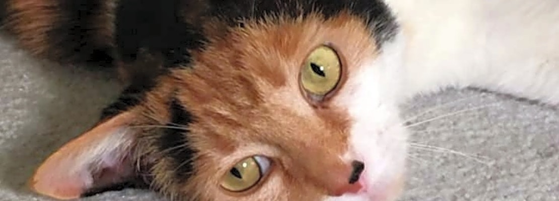 4 cool kitties to adopt now in Pittsburgh