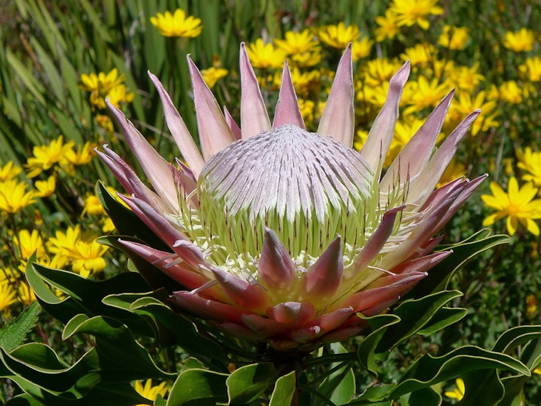 5 options for stay-at-home fun in SF: Thursday, May 7