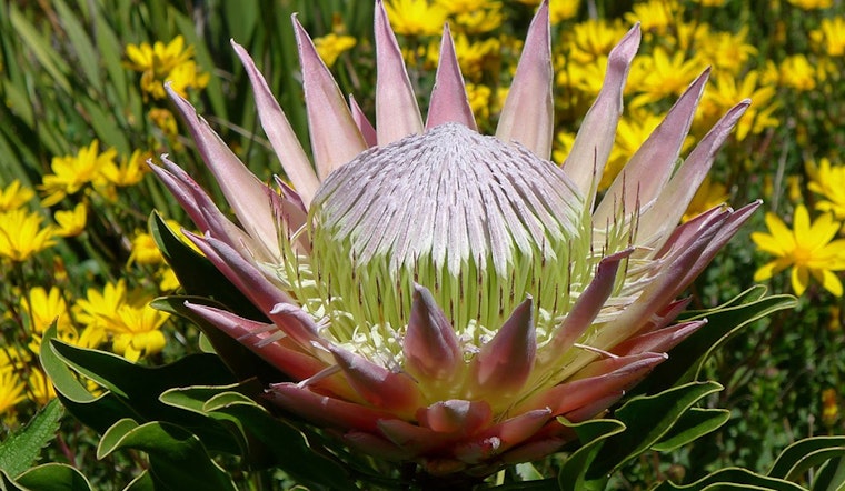 5 options for stay-at-home fun in SF: Thursday, May 7