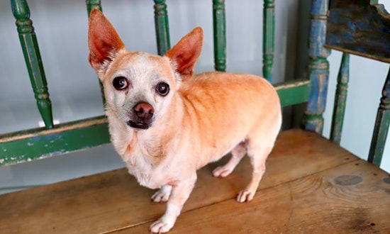 These San Antonio-based pups are up for adoption and in need of a good home