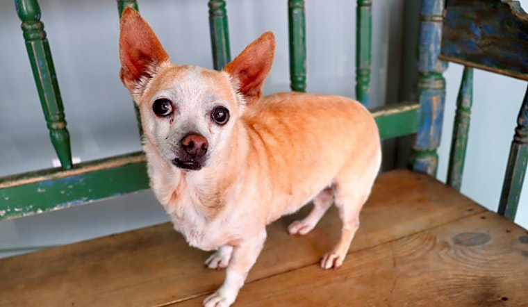 These San Antonio-based pups are up for adoption and in need of a good home
