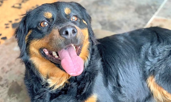 Always wanted a pet? Here are 6 lovable pups ready to adopt now in Plano