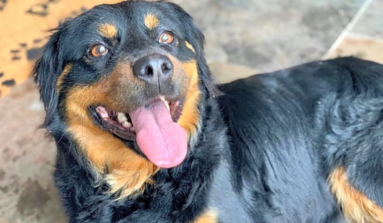Always wanted a pet? Here are 6 lovable pups ready to adopt now in Plano