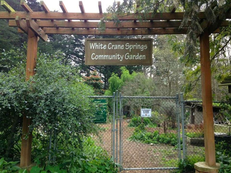 White Crane Springs, The Inner Sunset's Community Garden Since 1972