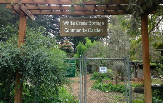 White Crane Springs, The Inner Sunset's Community Garden Since 1972