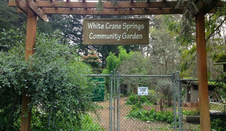 White Crane Springs, The Inner Sunset's Community Garden Since 1972