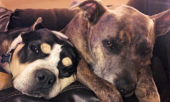 These Denver-based canines are up for adoption and in need of a good home