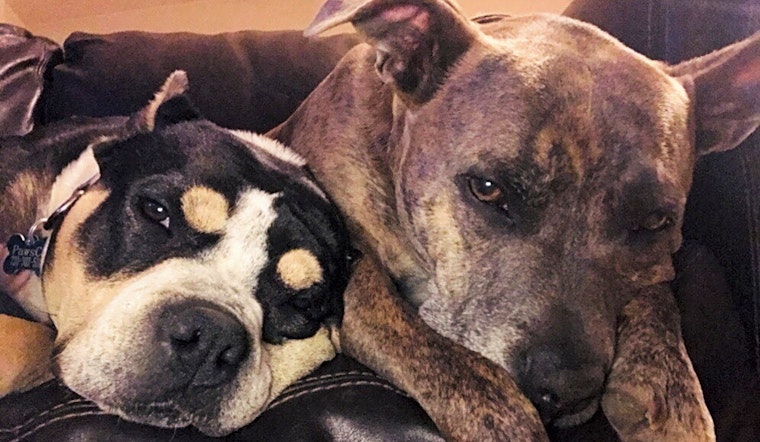 These Denver-based canines are up for adoption and in need of a good home