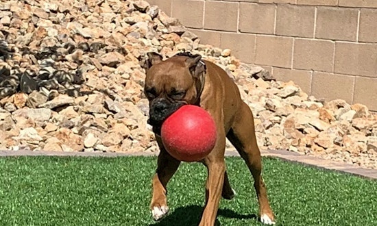 These Las Vegas-based doggies are up for adoption and in need of a good home
