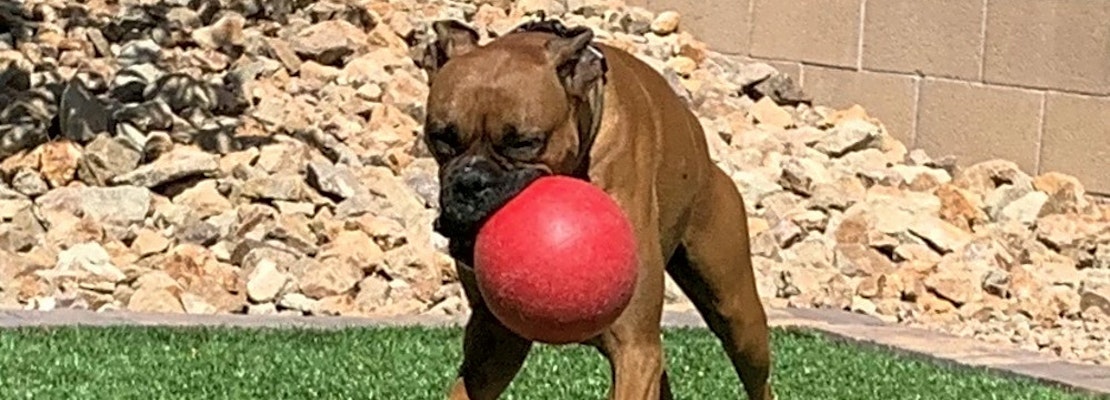 These Las Vegas-based doggies are up for adoption and in need of a good home