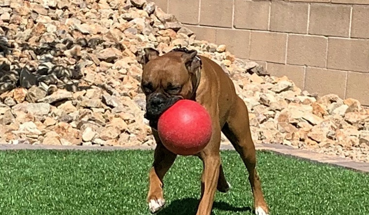 These Las Vegas-based doggies are up for adoption and in need of a good home