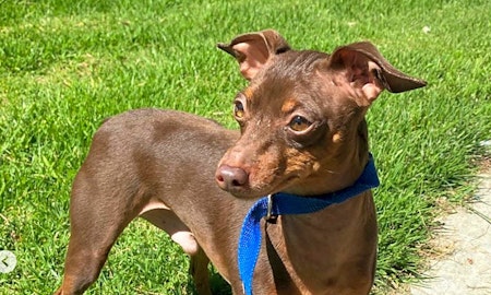 5 delightful doggies to adopt now in Los Angeles