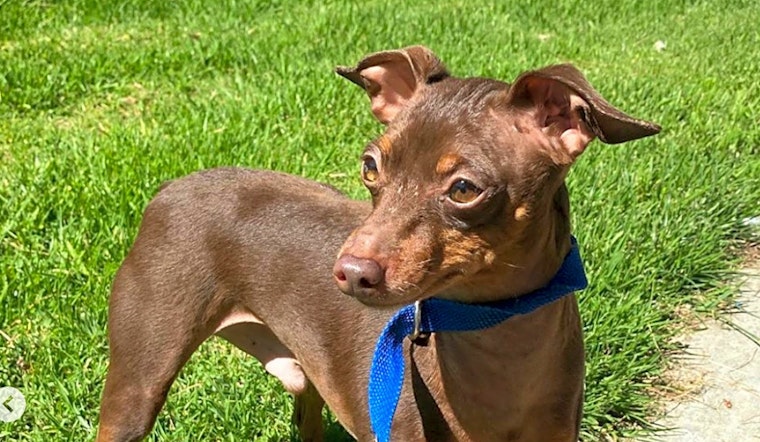 5 delightful doggies to adopt now in Los Angeles