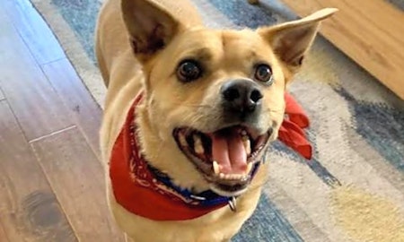 6 cuddly canines to adopt now in Long Beach
