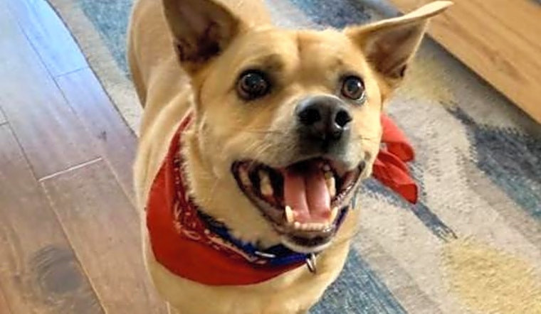 6 cuddly canines to adopt now in Long Beach