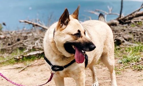 Want to adopt a pet? Here are 6 lovable pups to adopt now in San Francisco