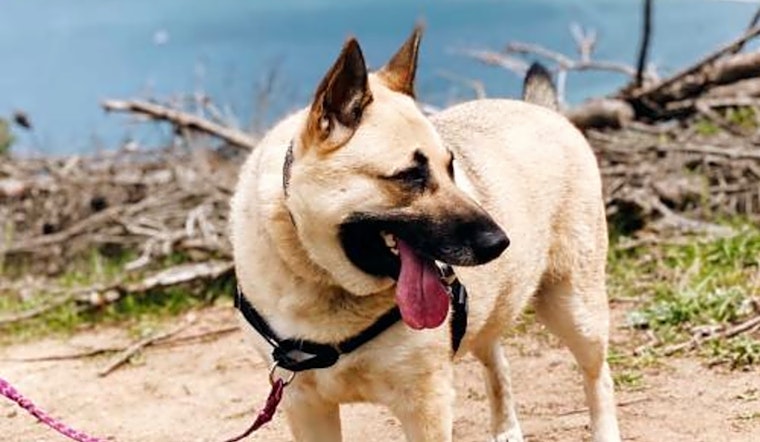 Want to adopt a pet? Here are 6 lovable pups to adopt now in San Francisco