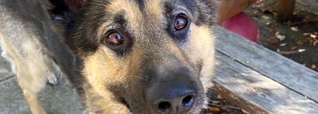 6 delightful doggies to adopt now in Oakland
