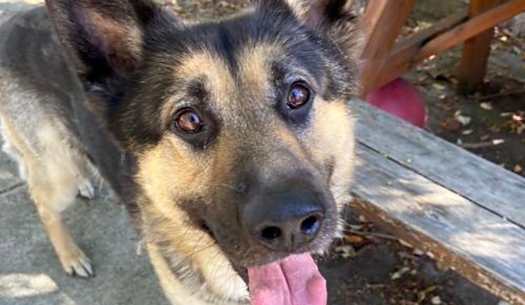 6 delightful doggies to adopt now in Oakland