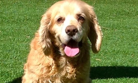 3 lovable pups to adopt now in Sunnyvale
