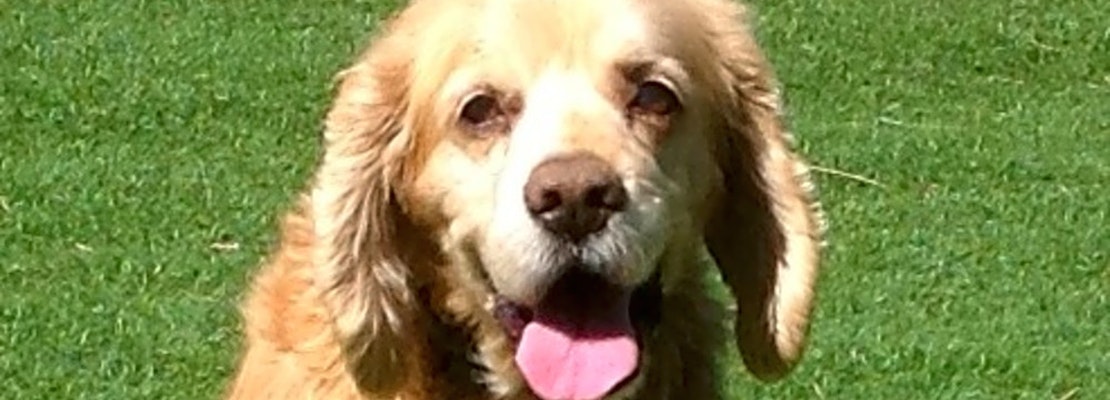 3 lovable pups to adopt now in Sunnyvale