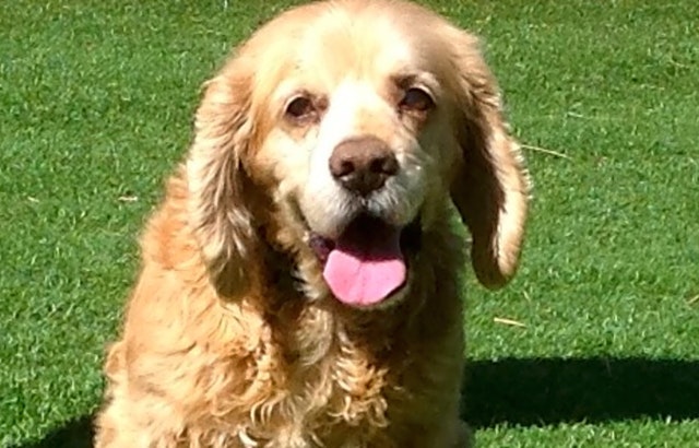 3 lovable pups to adopt now in Sunnyvale