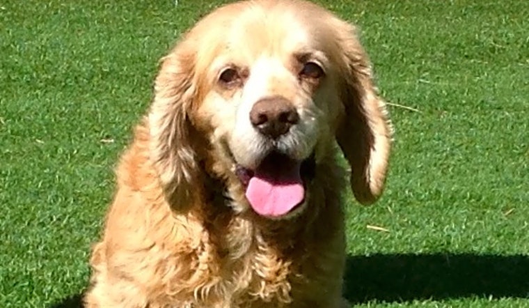 3 lovable pups to adopt now in Sunnyvale