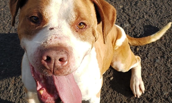 These Portland-based canines are up for adoption and in need of a good home