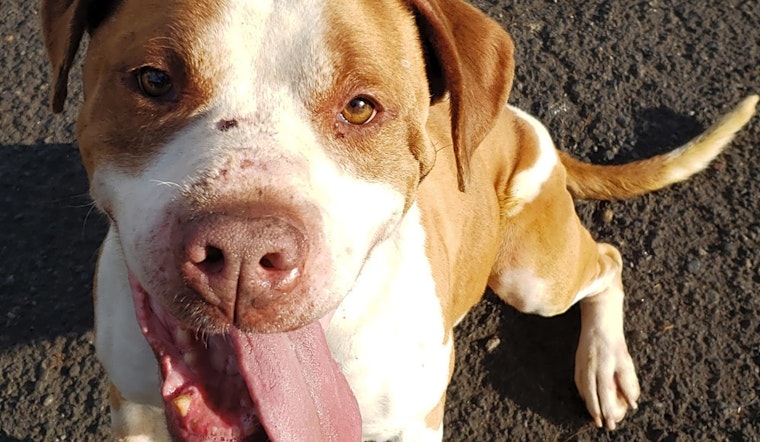 These Portland-based canines are up for adoption and in need of a good home