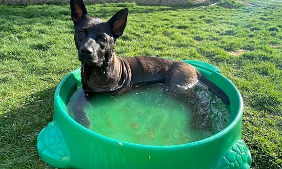 These Seattle-based canines are up for adoption and in need of a good home