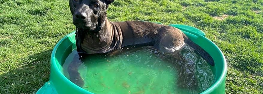 These Seattle-based canines are up for adoption and in need of a good home